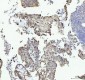 Anti-MCM4 Rabbit Monoclonal Antibody